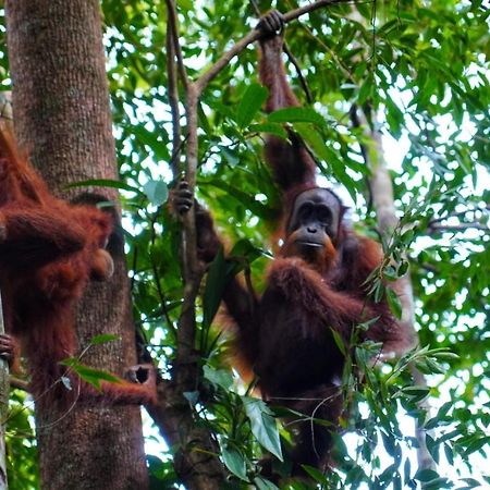 Sumatra Orangutan Discovery Villa Bukit Lawang Eksteriør billede