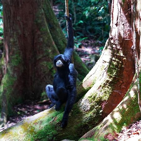 Sumatra Orangutan Discovery Villa Bukit Lawang Eksteriør billede