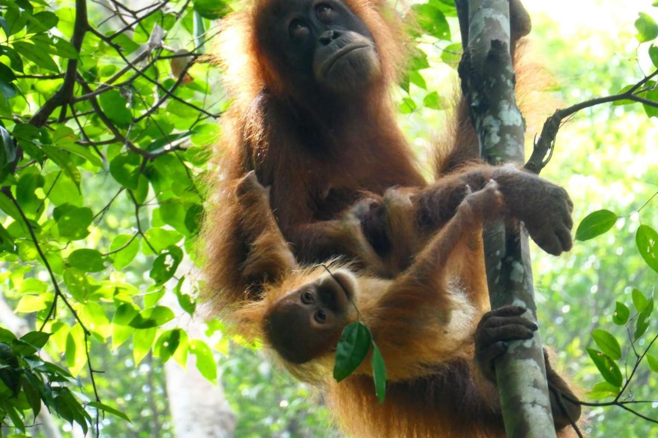 Sumatra Orangutan Discovery Villa Bukit Lawang Eksteriør billede