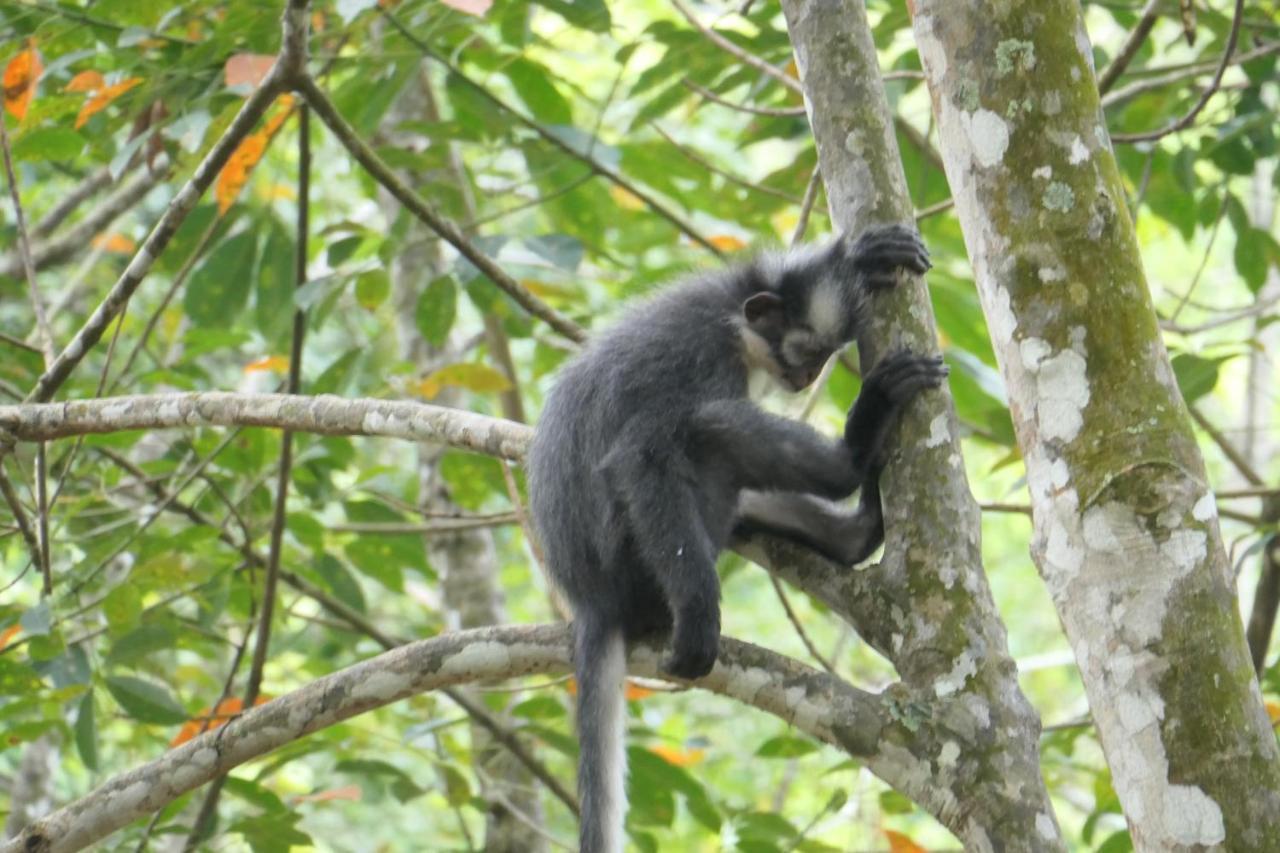 Sumatra Orangutan Discovery Villa Bukit Lawang Eksteriør billede