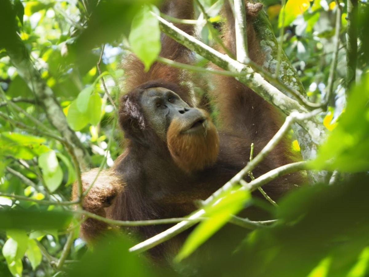 Sumatra Orangutan Discovery Villa Bukit Lawang Eksteriør billede