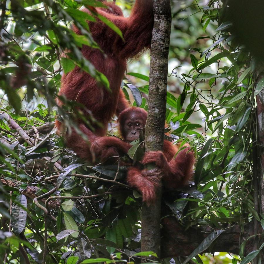 Sumatra Orangutan Discovery Villa Bukit Lawang Eksteriør billede