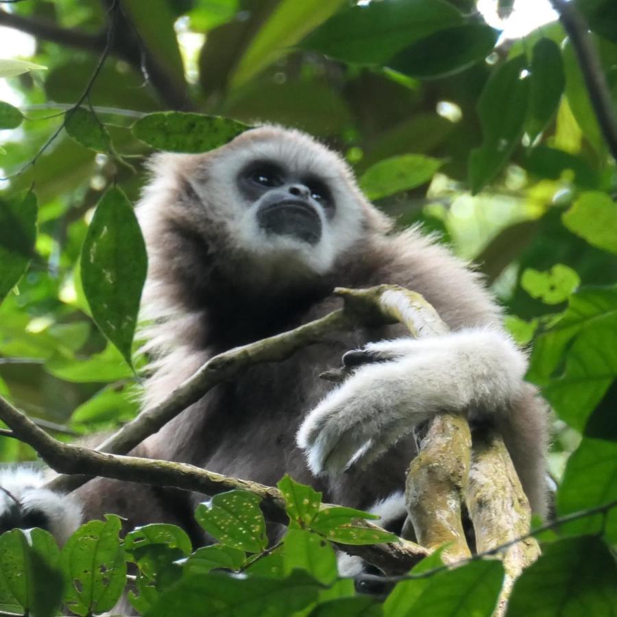 Sumatra Orangutan Discovery Villa Bukit Lawang Eksteriør billede