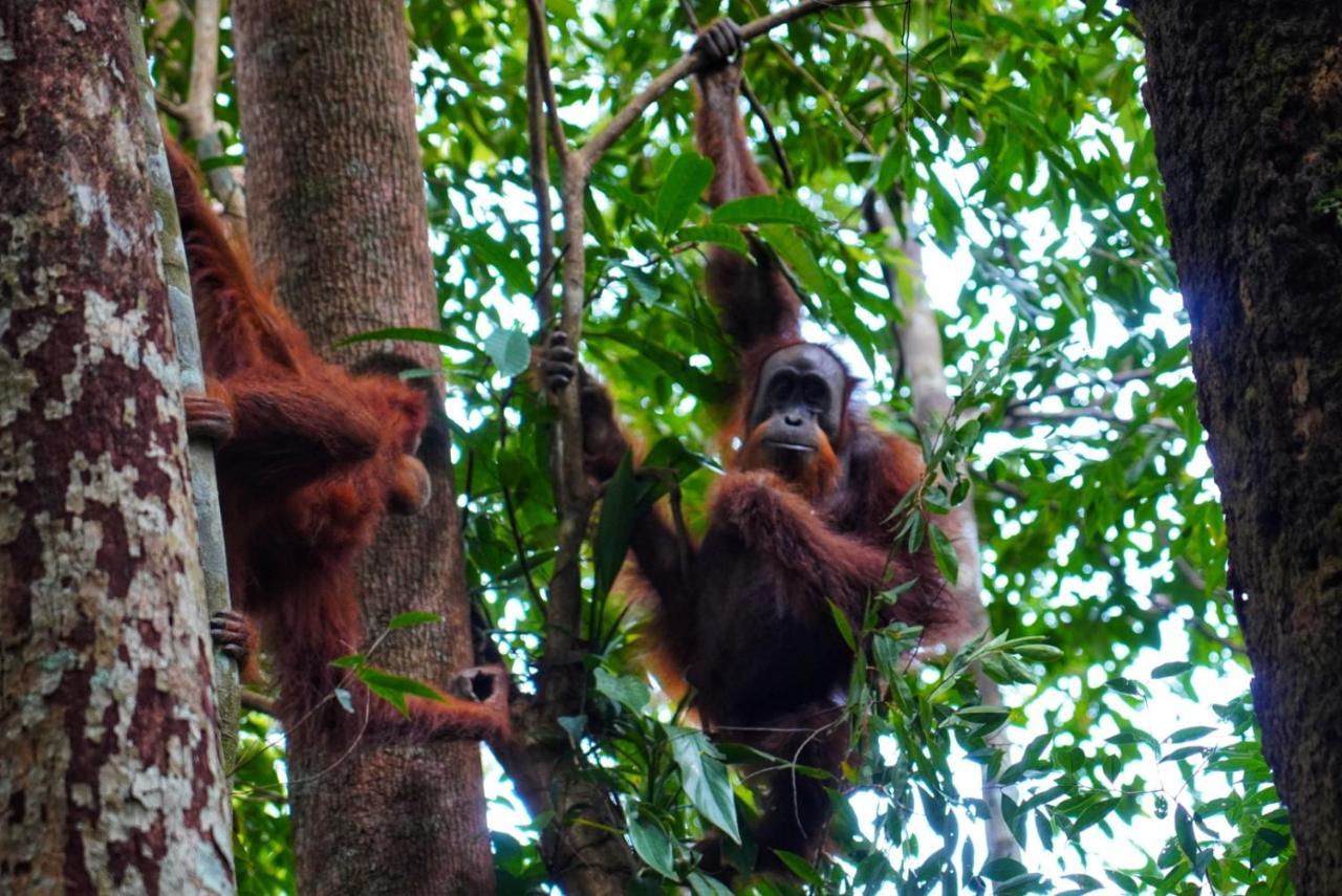 Sumatra Orangutan Discovery Villa Bukit Lawang Eksteriør billede