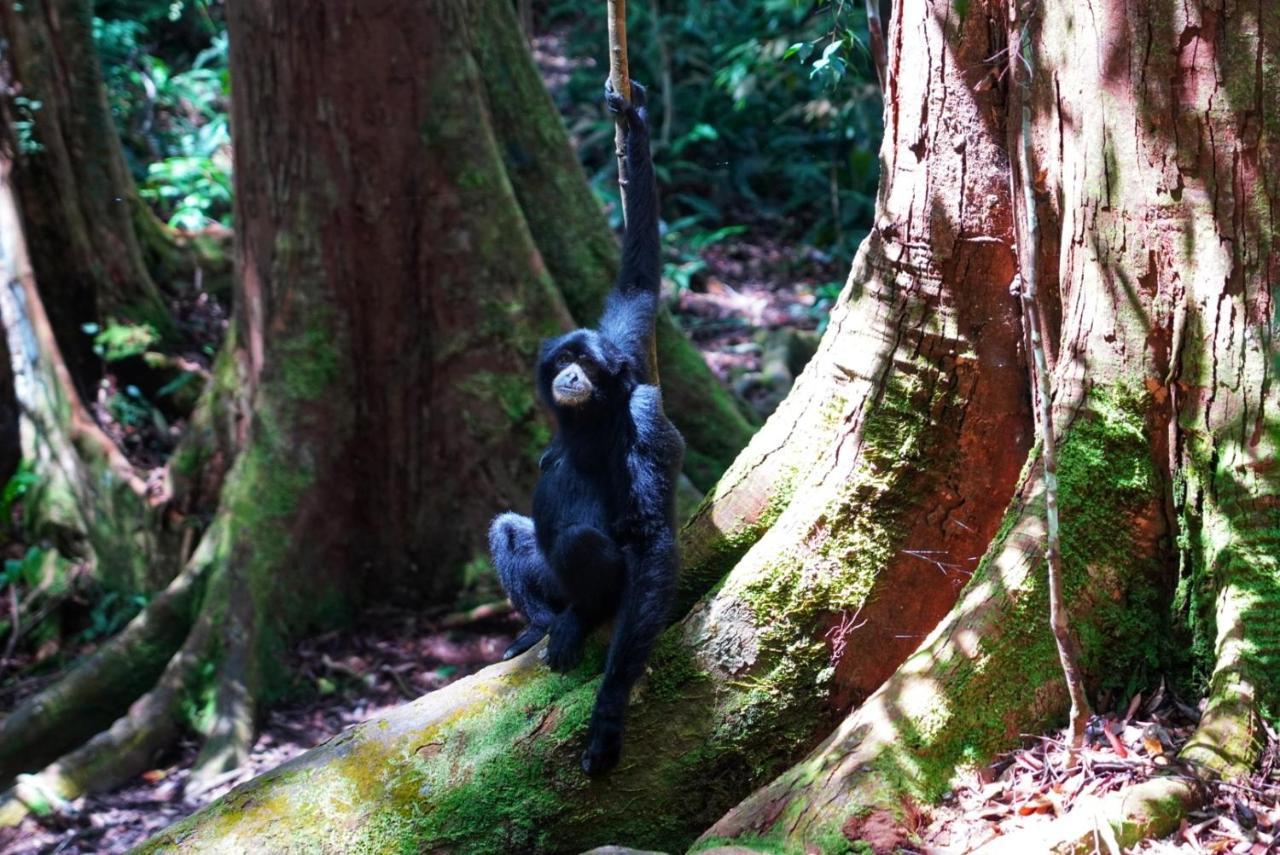 Sumatra Orangutan Discovery Villa Bukit Lawang Eksteriør billede